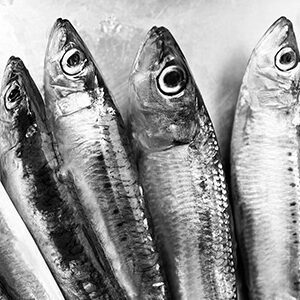 sardines