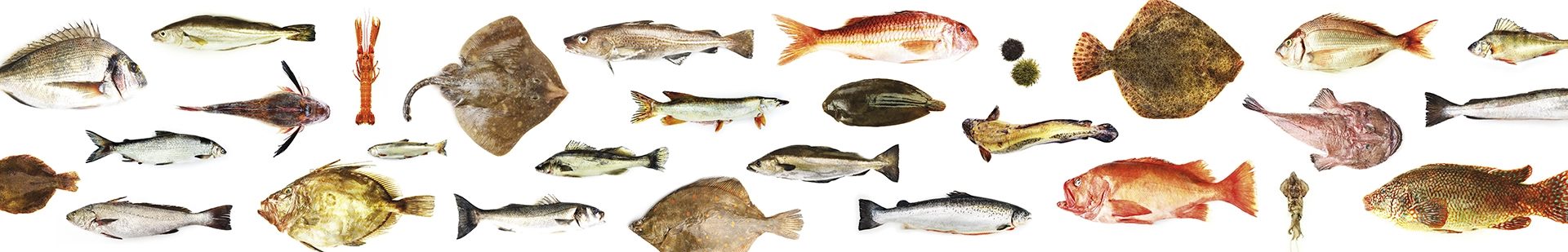 Poissons