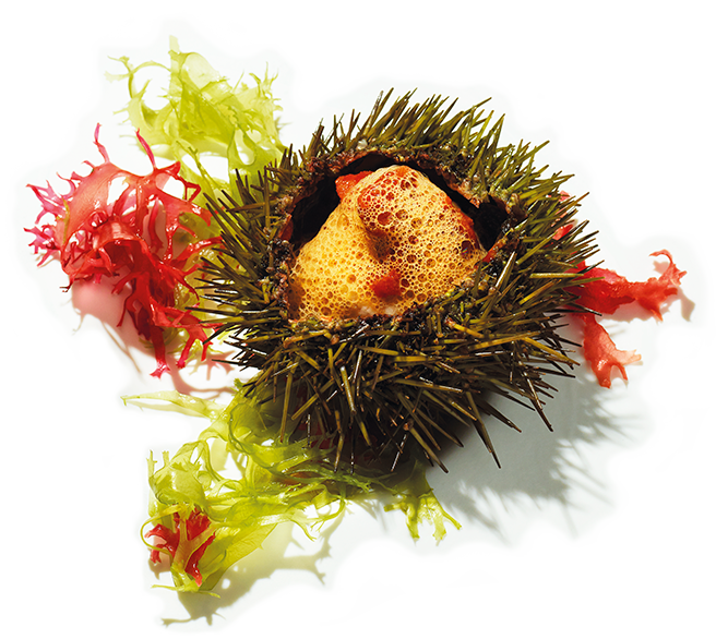 Restaurant le Cigalon - Oursin